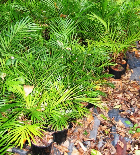 Dypsis leptiocheilos.jpg