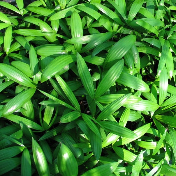 Zamia.furfuracea.140mm.pot.jpg