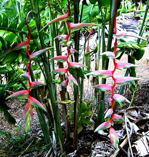 Heliconia chartacea�� sexy pink