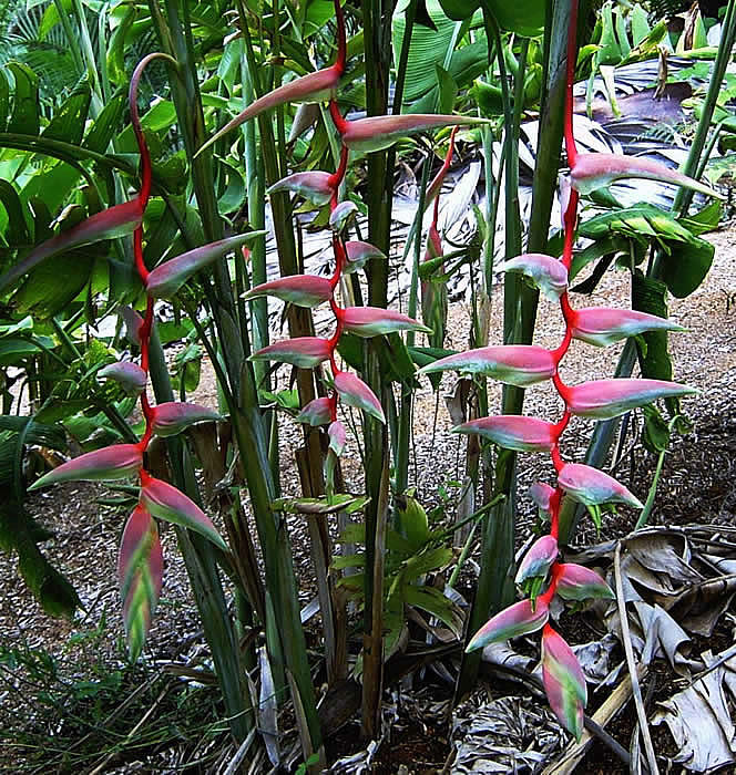 heliconia sexy pink.jpg