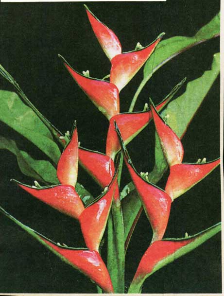 Heliconia stricta � jamaciana dwarf