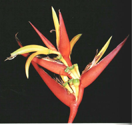 Heliconia vaginalis � little cutie