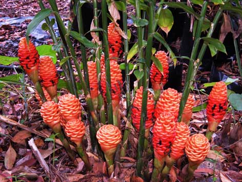 Zingiber ��DWARF ORANGE