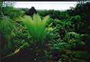 CYCAS GUIZHOUENSIS  [female].jpg