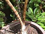 Caryota zebrina Chatujak.jpg