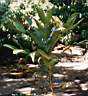 Dypsis.Forficifolia.jpg