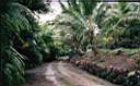 ENTRY OF UTOPIA PALMS & CYCADS.jpg