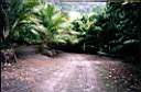 ENTRY OF UTOPIA palms & cycads..jpg