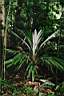 SOMMIERIA.LEUCOPHYLLA..JPG.jpg